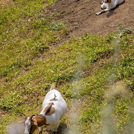 Herbal Marjetka Casa vacanze Šentjur