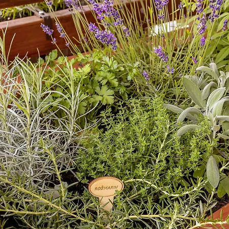 Herbal Marjetka * Šentjur