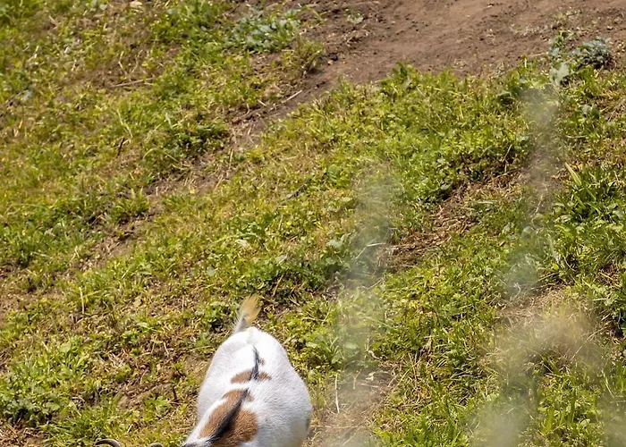 Herbal Marjetka Vakantiehuis Šentjur