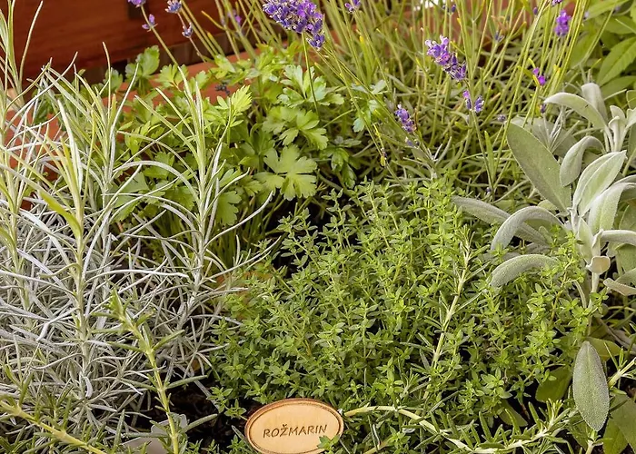 Herbal Marjetka * Šentjur